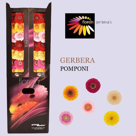 Ge Bv Pom Rij Gem