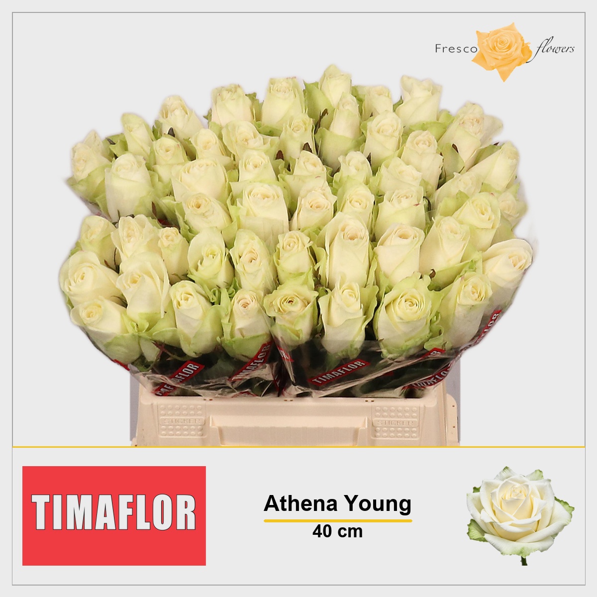 Rosa Athena 40cm