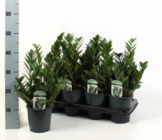 Zamioculcas Zamiifol 14Ø 40cm