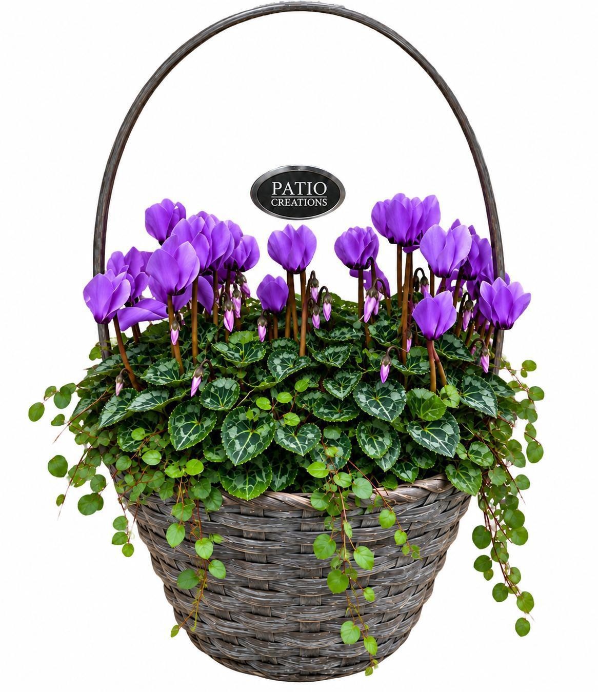 Cyclamen Dragon & Muehlenbeckia in Round Bamboo Basket ‘Tim’  CYM874DR-9323