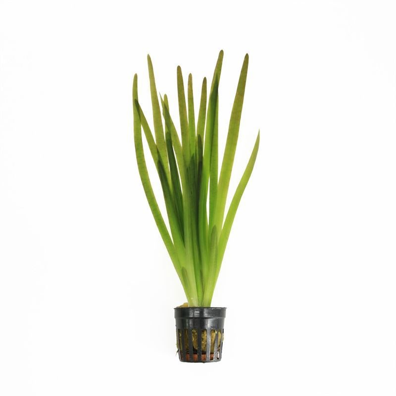 Vallisneria giganthea rubra