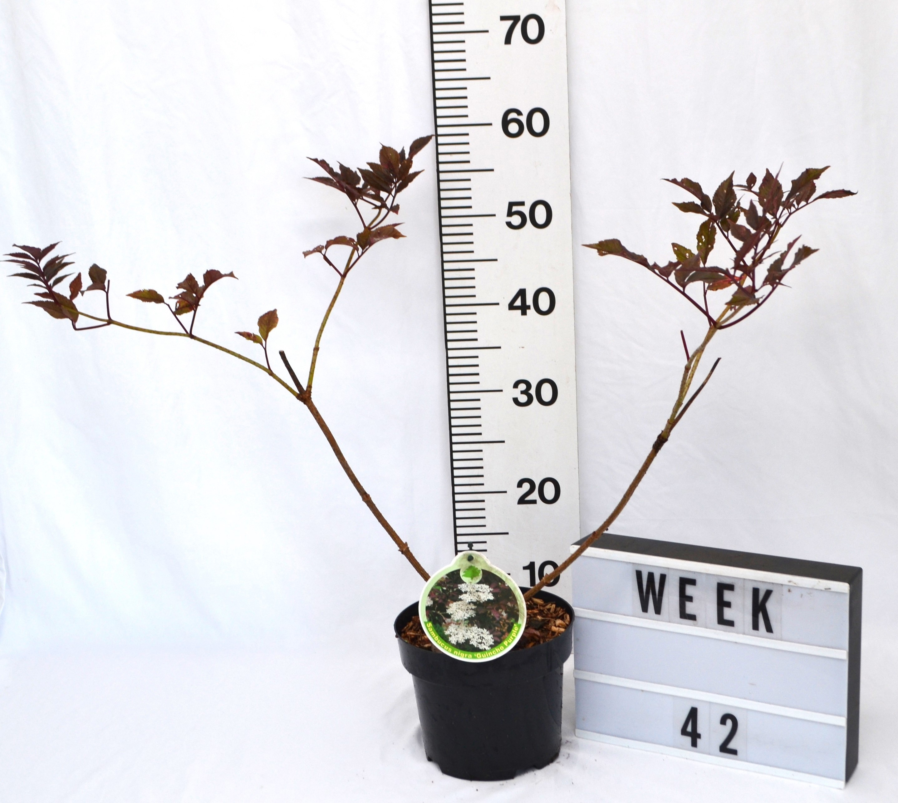 Sambucus nigra 'Guincho Purple'
