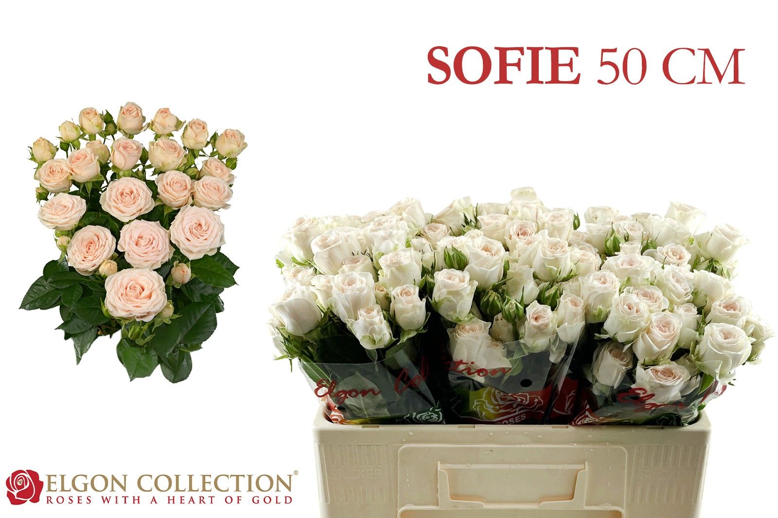 R Tr Sofie 50cm