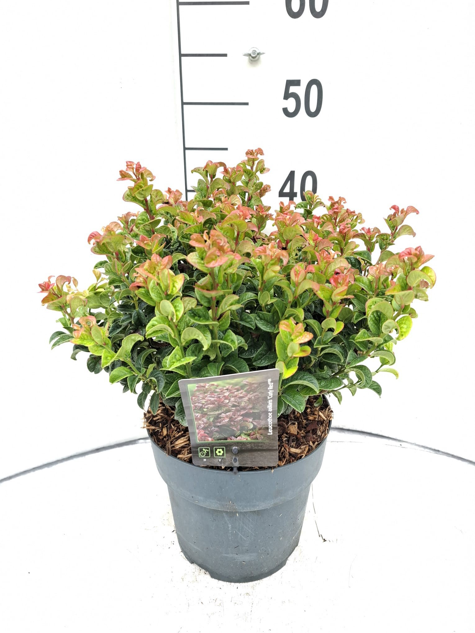 Leucothoe axillaris 'Curly Red'