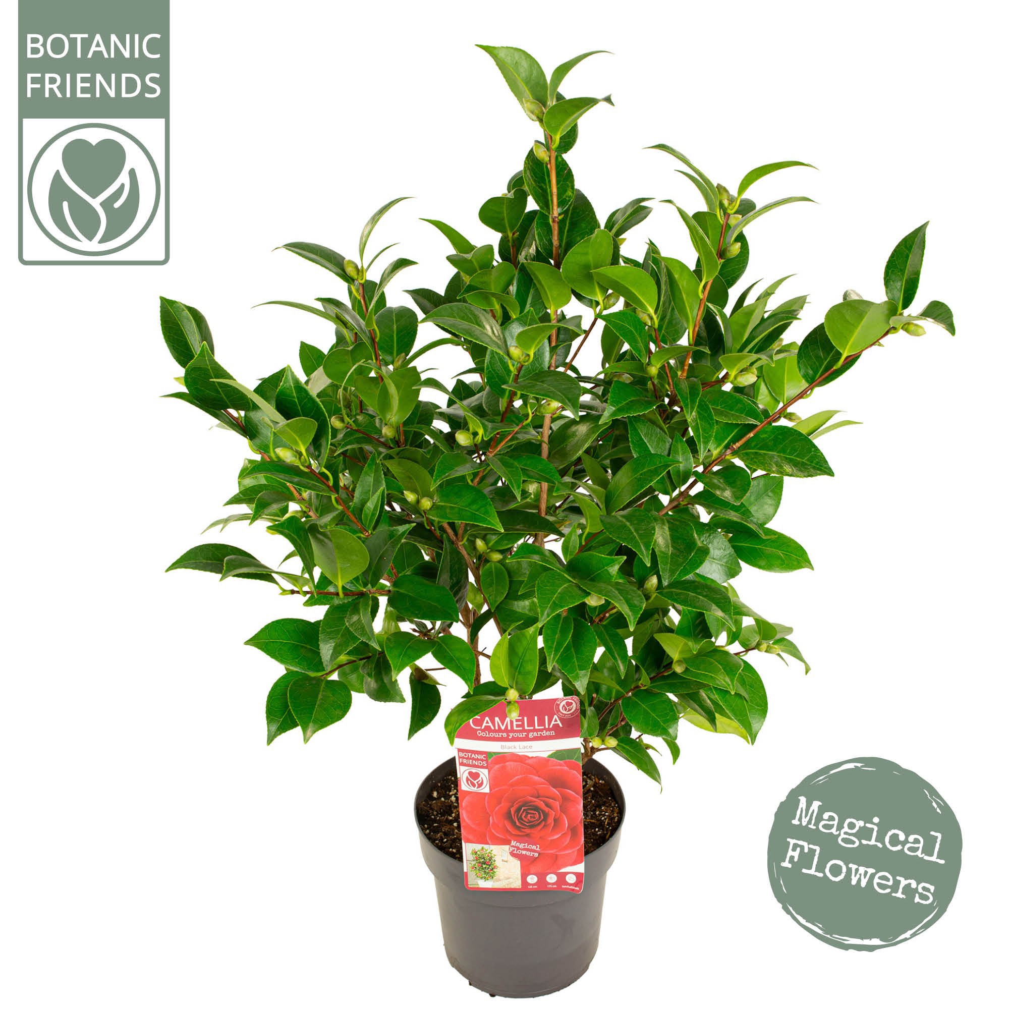 Picture of Camellia jap. 'Black Lace' Premium