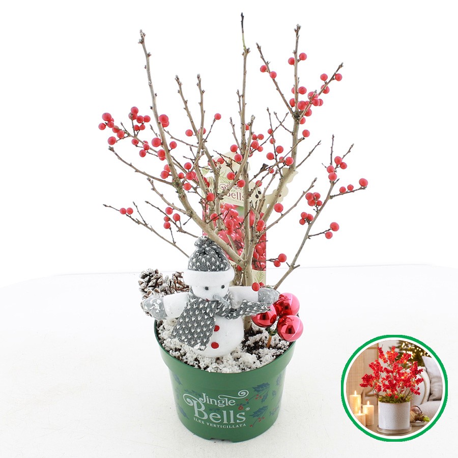 Picture of Ilex vert. 'Jingle Bells' incl. kerst decoratie