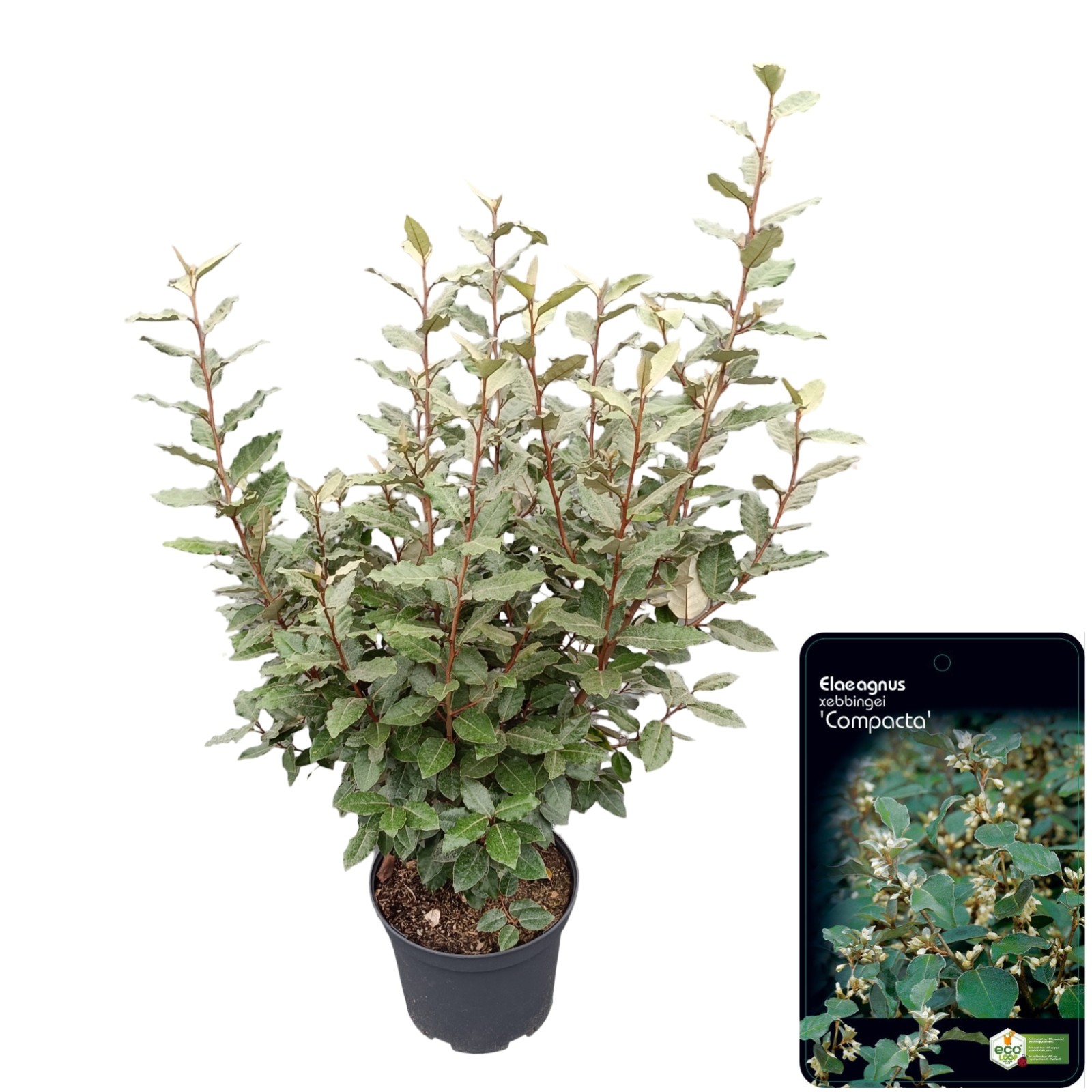 Picture of Elaeagnus ebbingei 'Compacta' C10