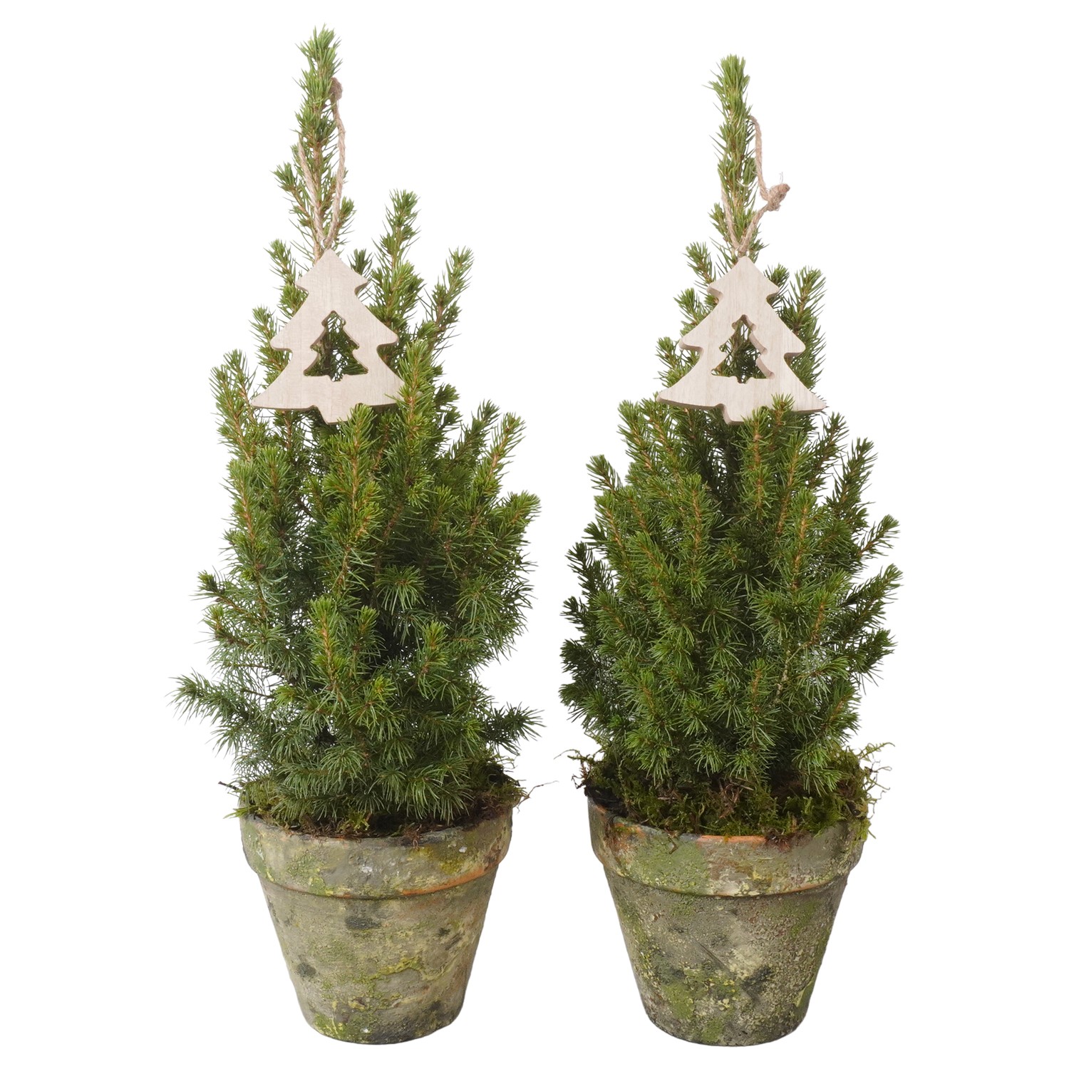 Picture of PTK24444 Picea Conica Perfecta in terracotta pot decoration P13 45cm