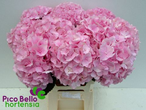 Hydrangea Verena Pink 60cm 18Ø