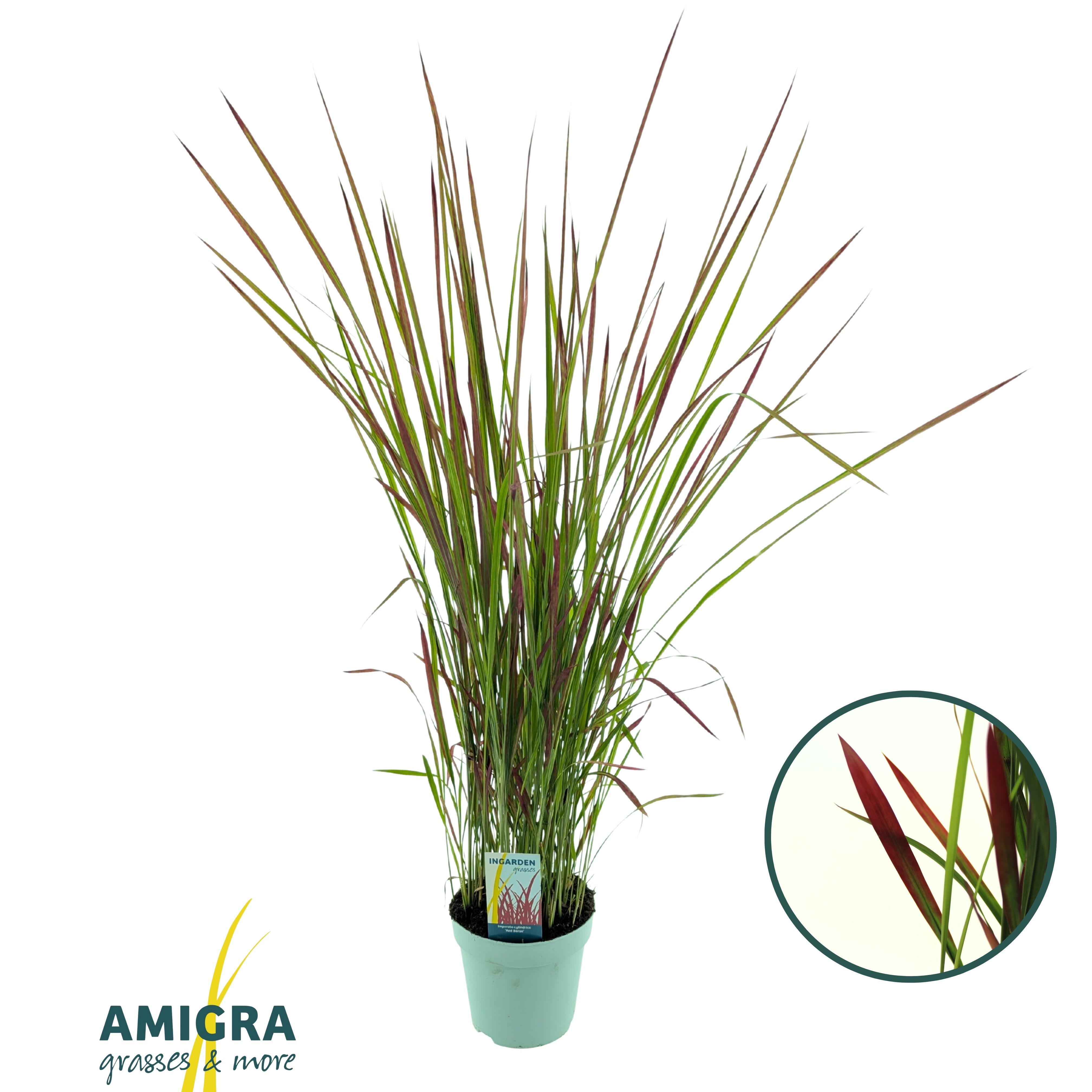 Picture of Imperata cylindrica 'Red Baron'