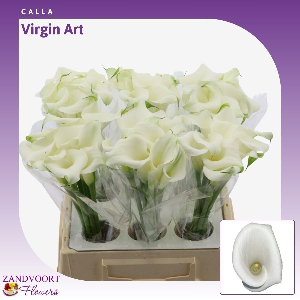 Zant Virgin Art 40cm