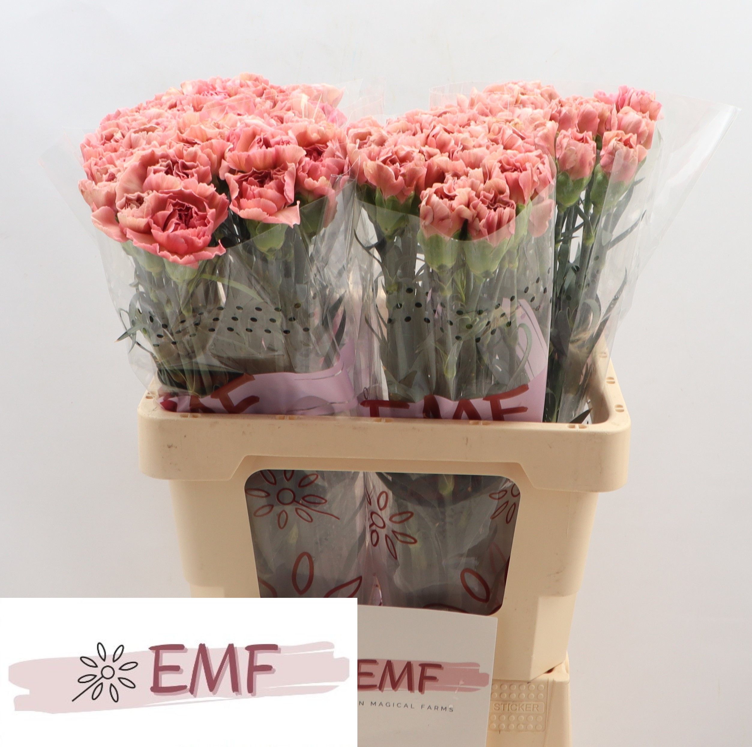 Dianthus St Lady Dayana 60cm