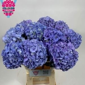 Hydrangea Royal Pride 60cm 18Ø