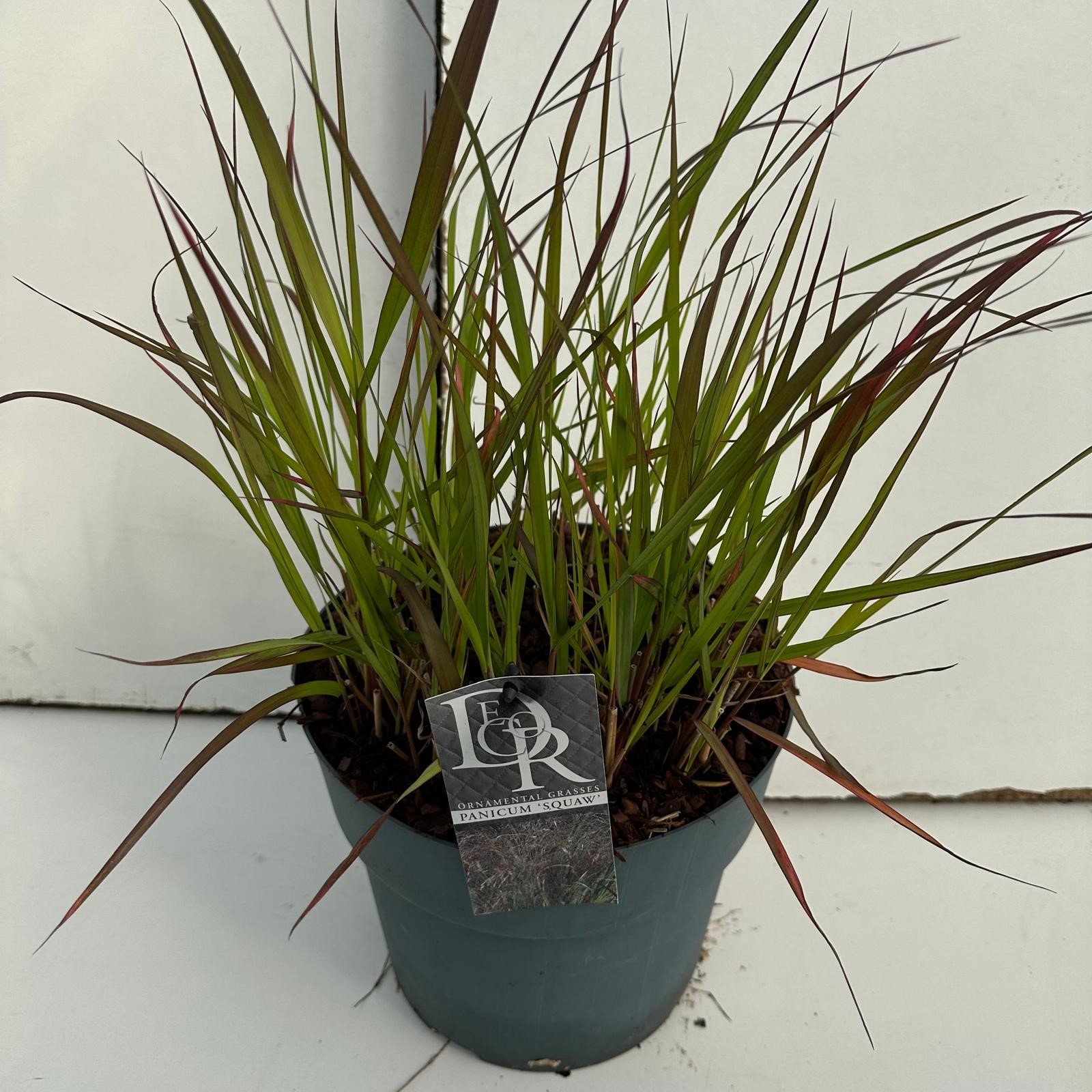 Picture of Panicum Squaw P29 (10 Ltr) (LOOSE)