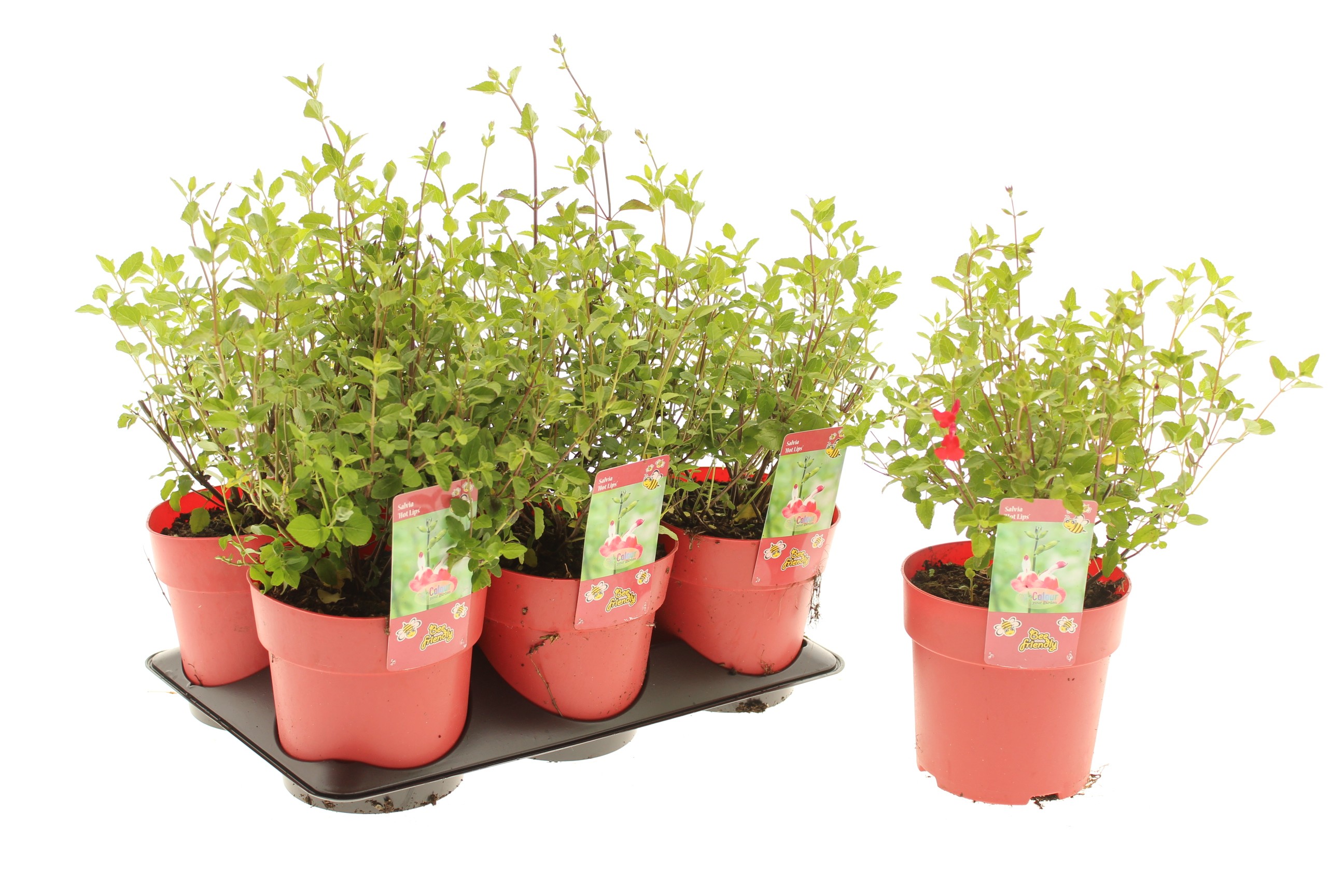 Picture of Salvia Hot Lips