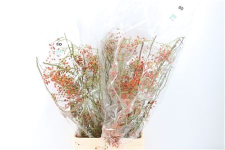 Rosa (ROZEBOTTEL) 80cm
