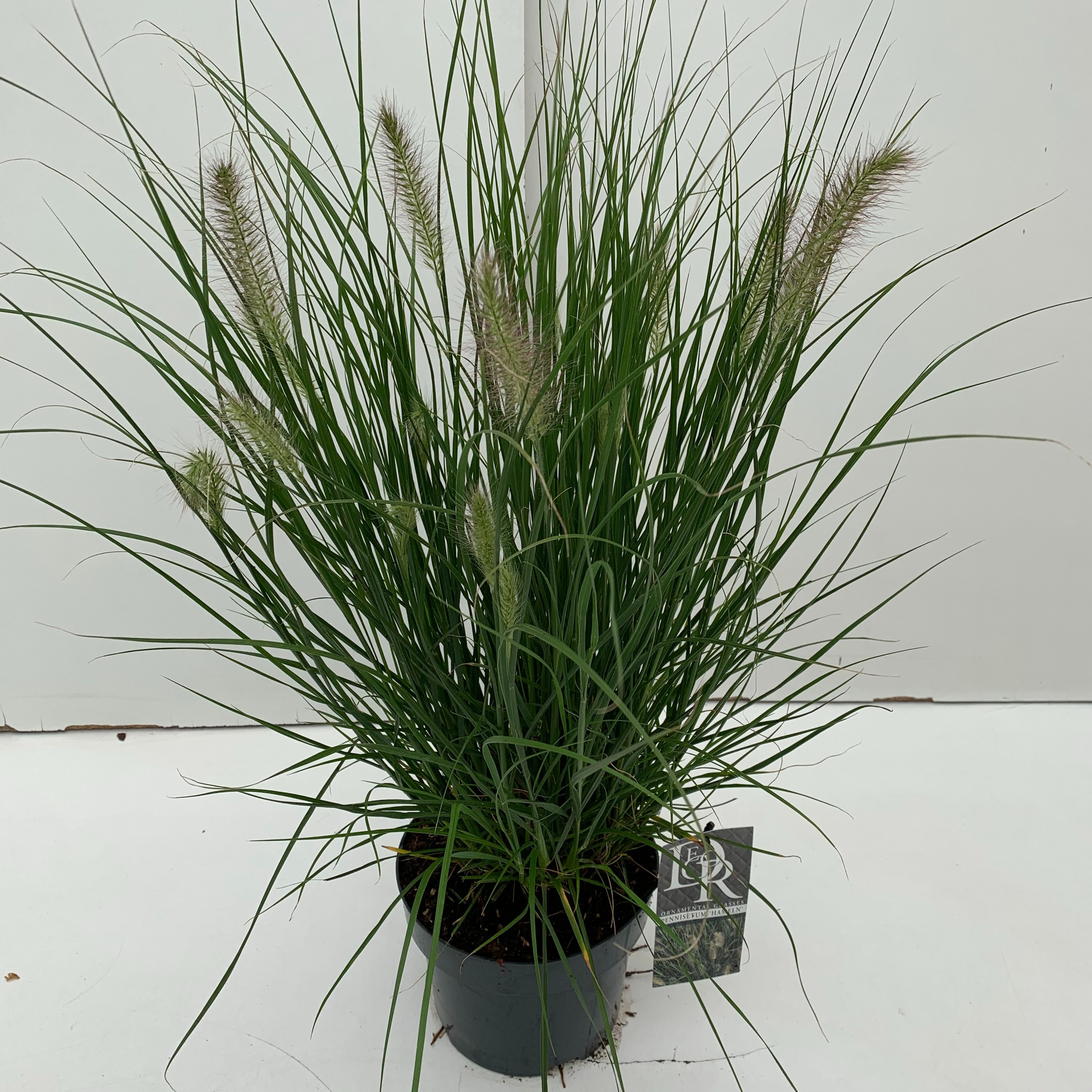 Pennisetum alopecuroides 'Hameln'