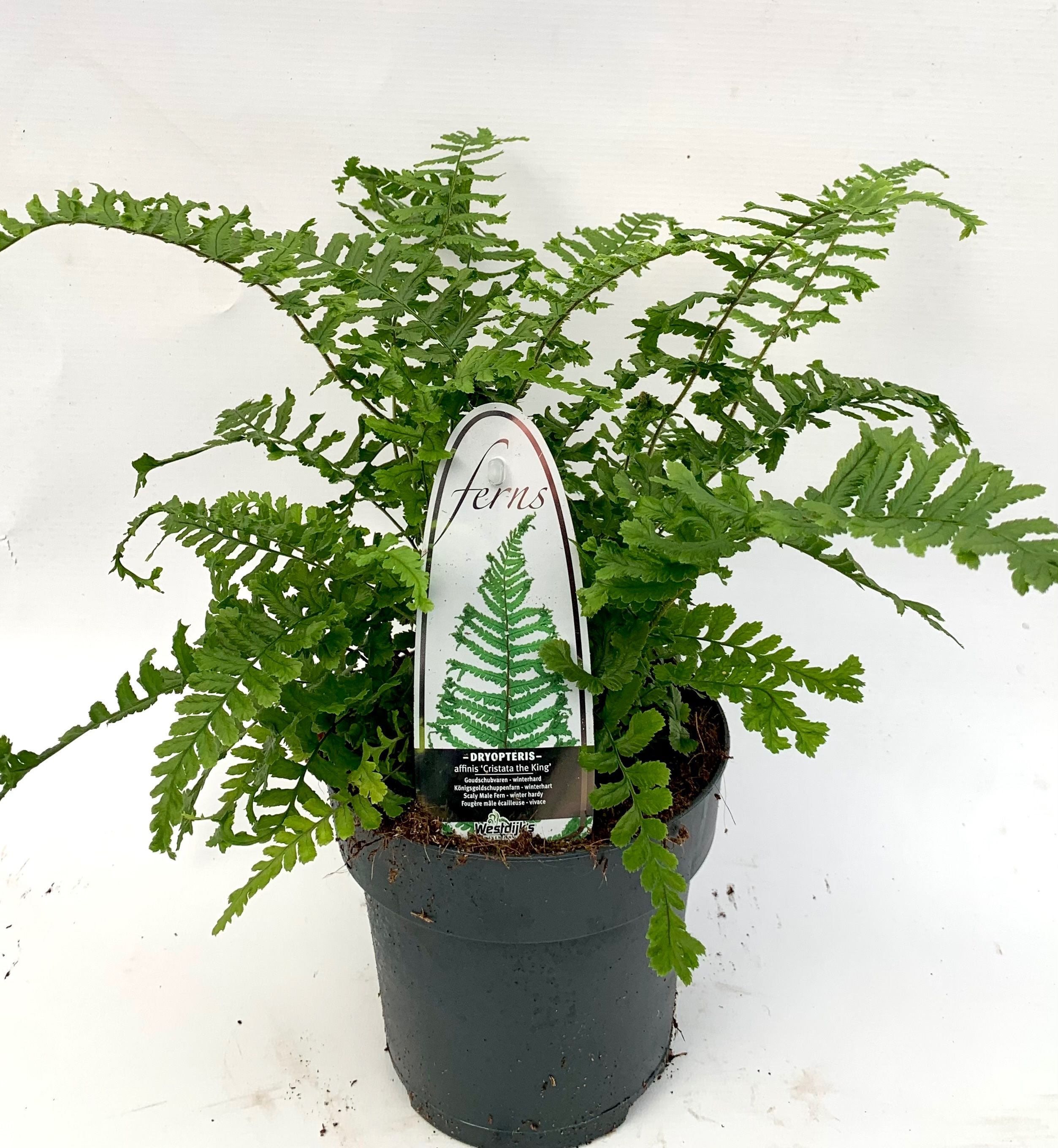 Dryopteris affinis 'Cristata'