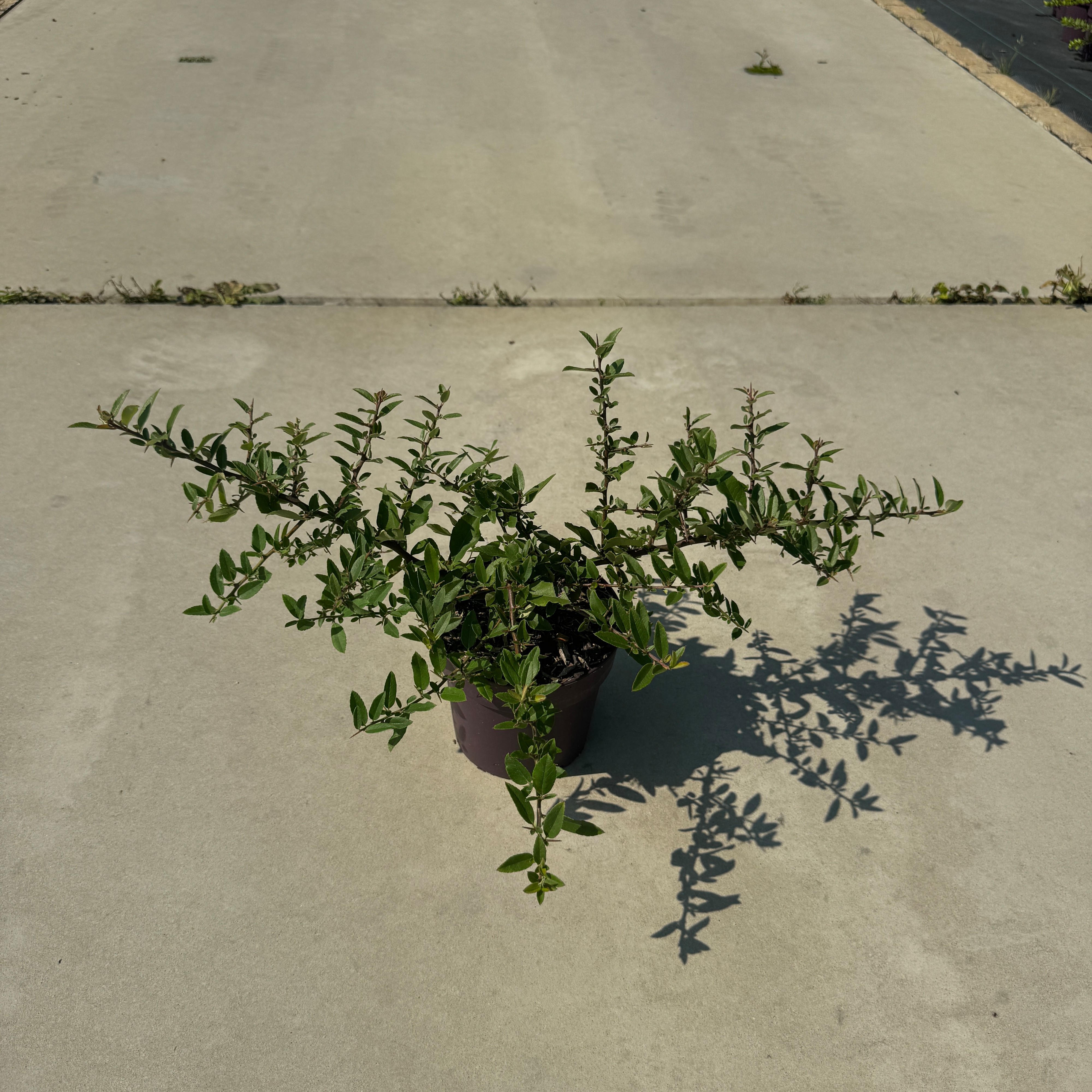 Pyracantha coccinea 'Red Cushion'