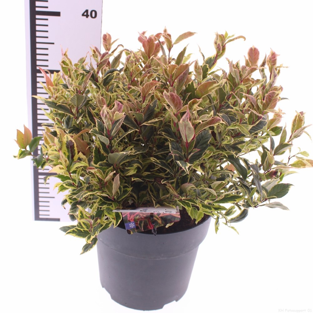 Picture of Leucothoe 'Firestar' PBR