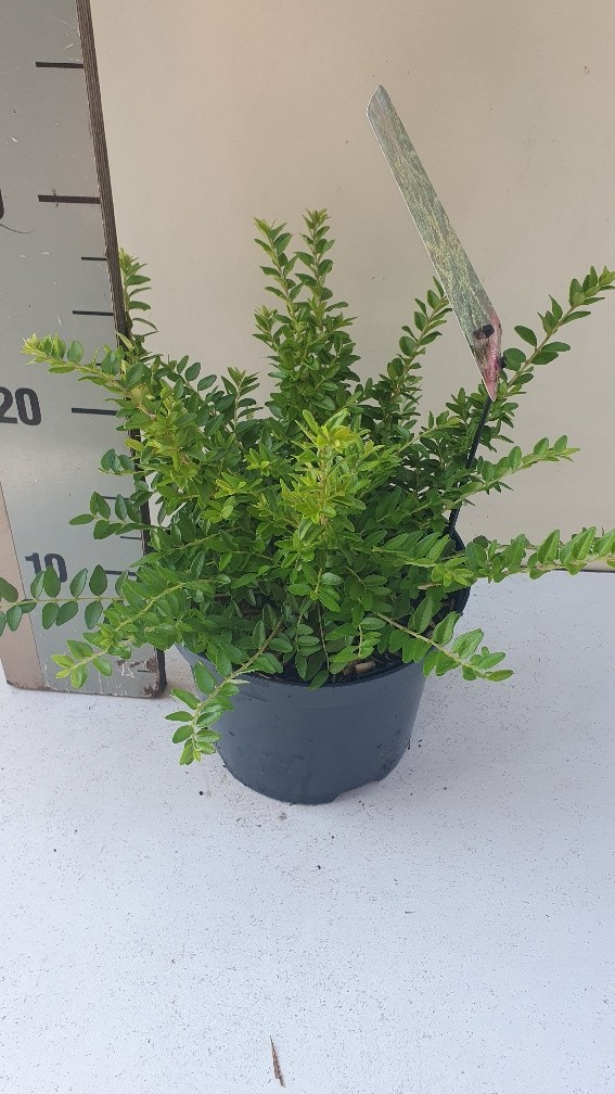 Picture of Lonicera nitida Maigrun P17 (2 Ltr)