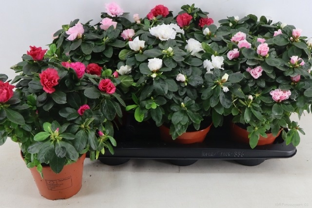 Rhodo Si Vogel Gemen 14Ø 35cm