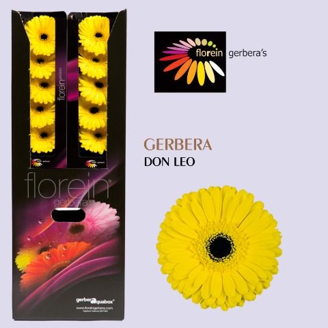 Ge Gr Don Leo
