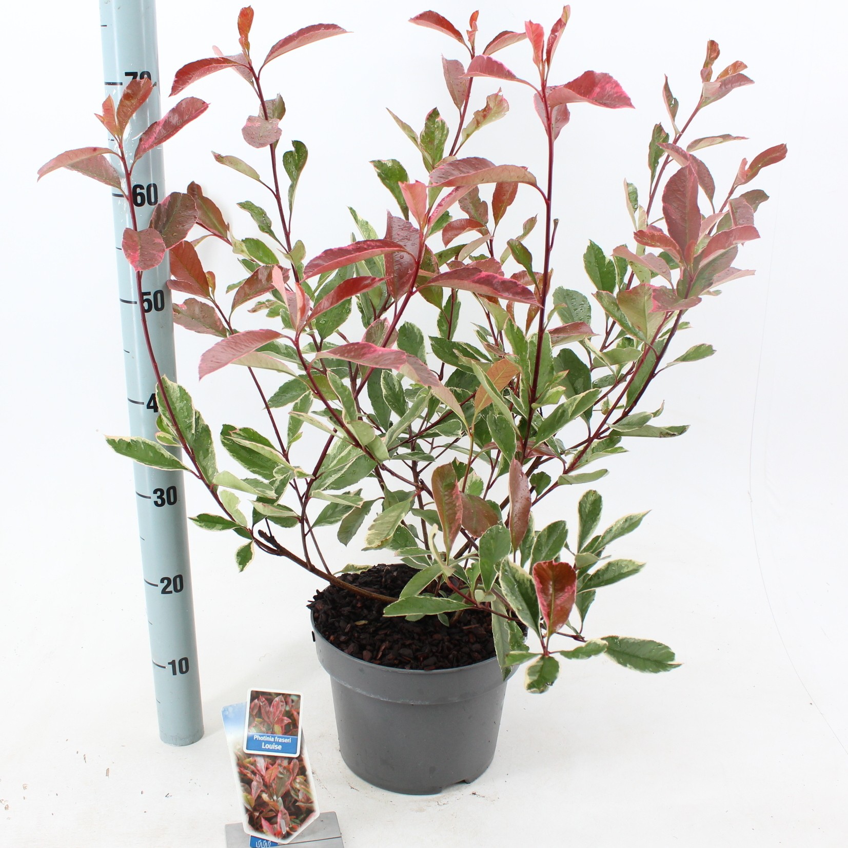 Picture of Photinia fraseri Louise ('McLarlou'PBR)