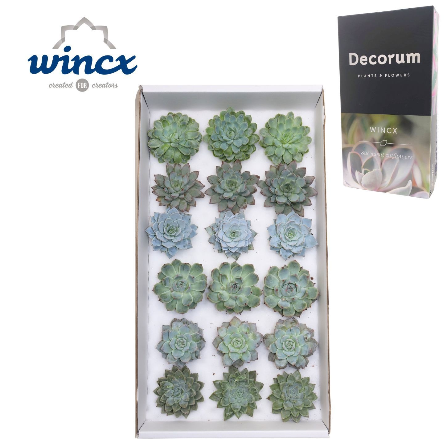 Echeveria Ov