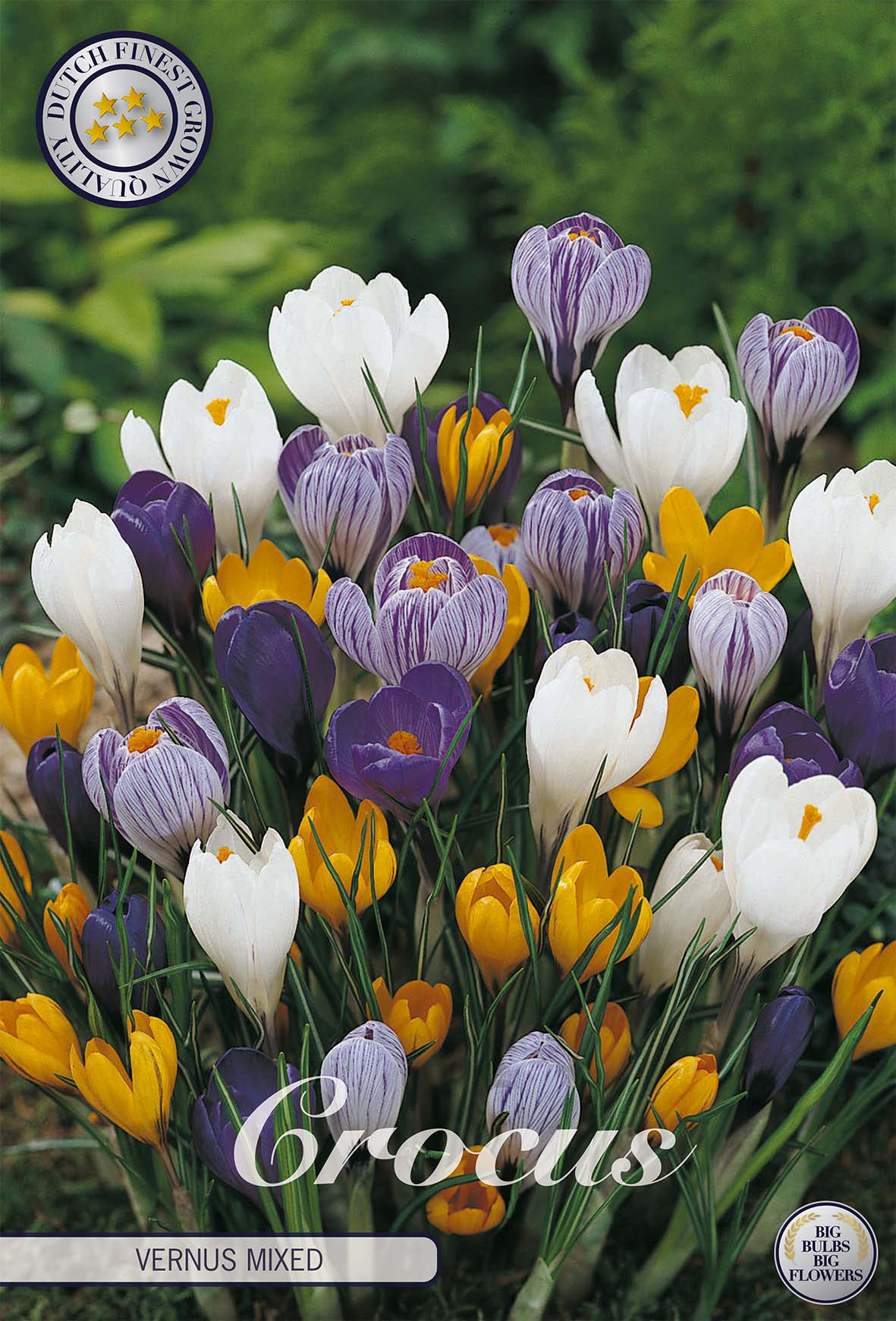 Crocus vernus Mixed