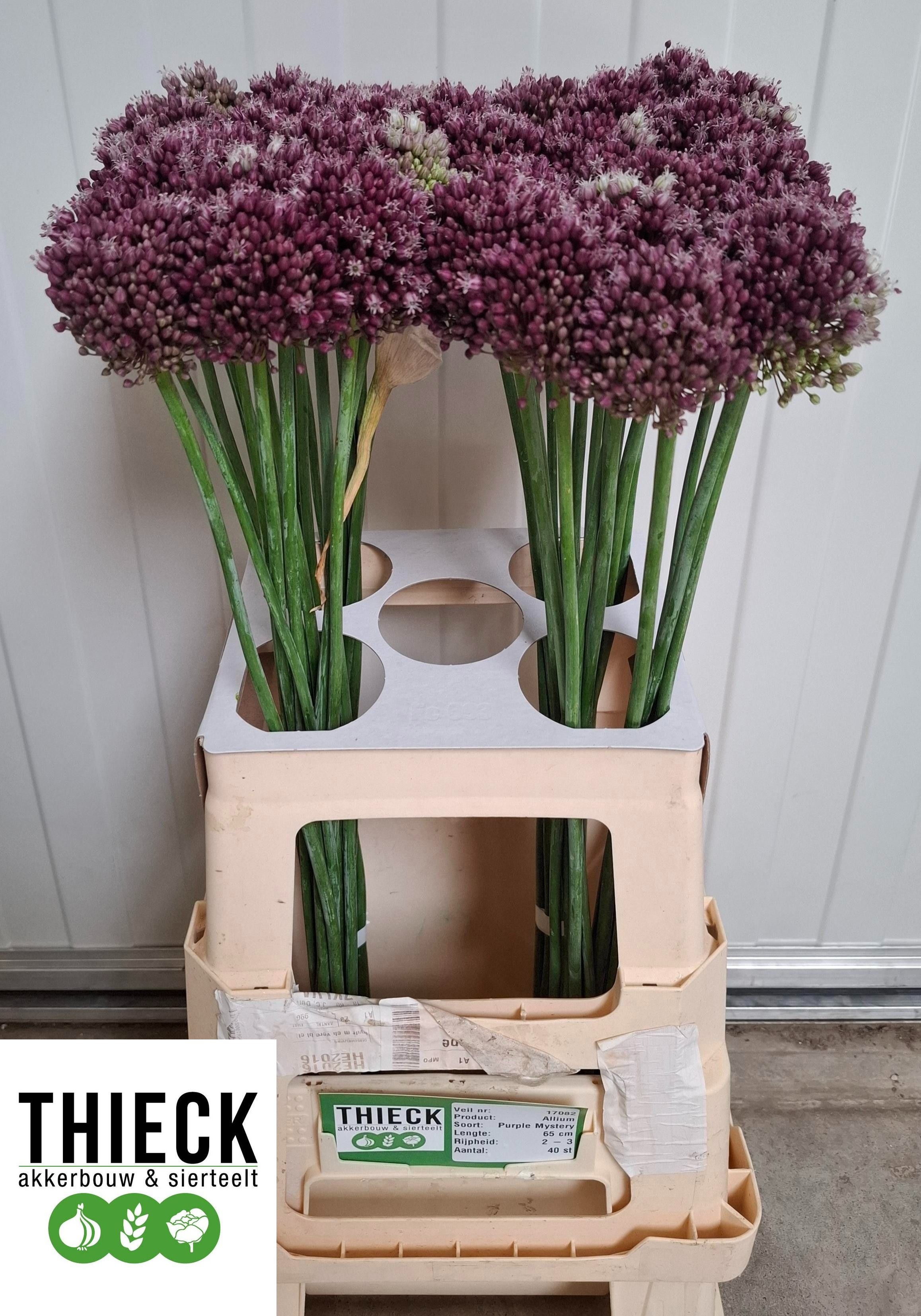 Allium Purpl Mystery 60cm