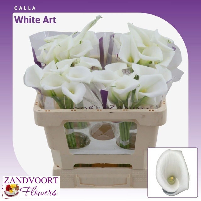 Calla White Art 50cm