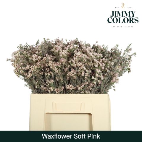 Waxflower L60 Soft Pink
