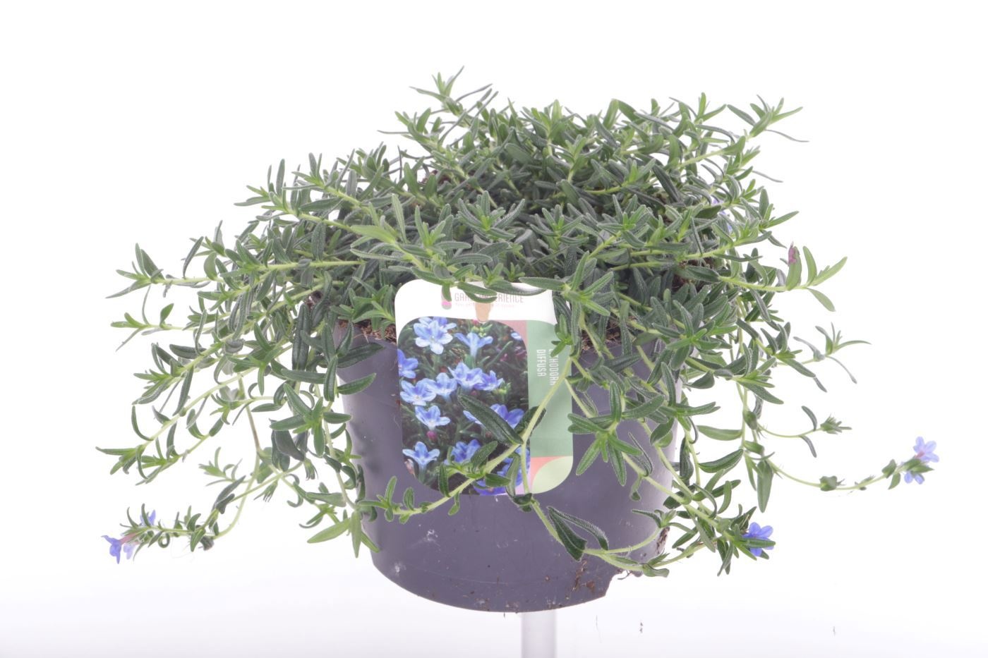 Lithodora diffusa 'Grace Ward'