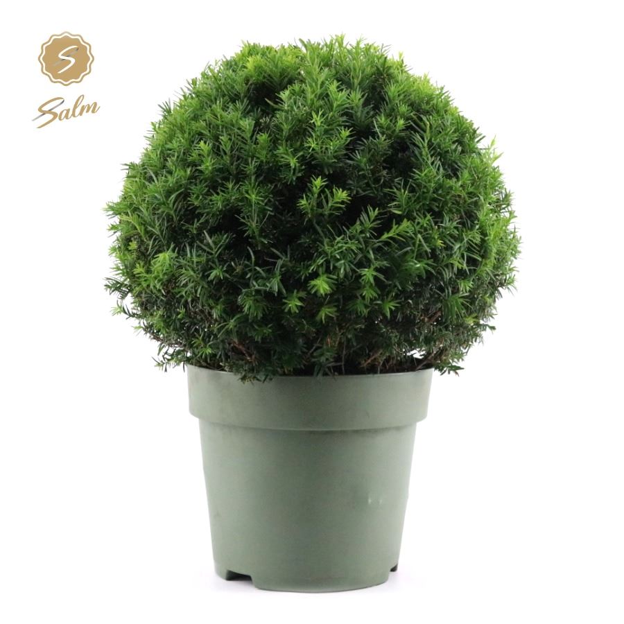 Picture of Taxus Collection Ball P32 (15 Ltr) BALL-50-CM (LOOSE)