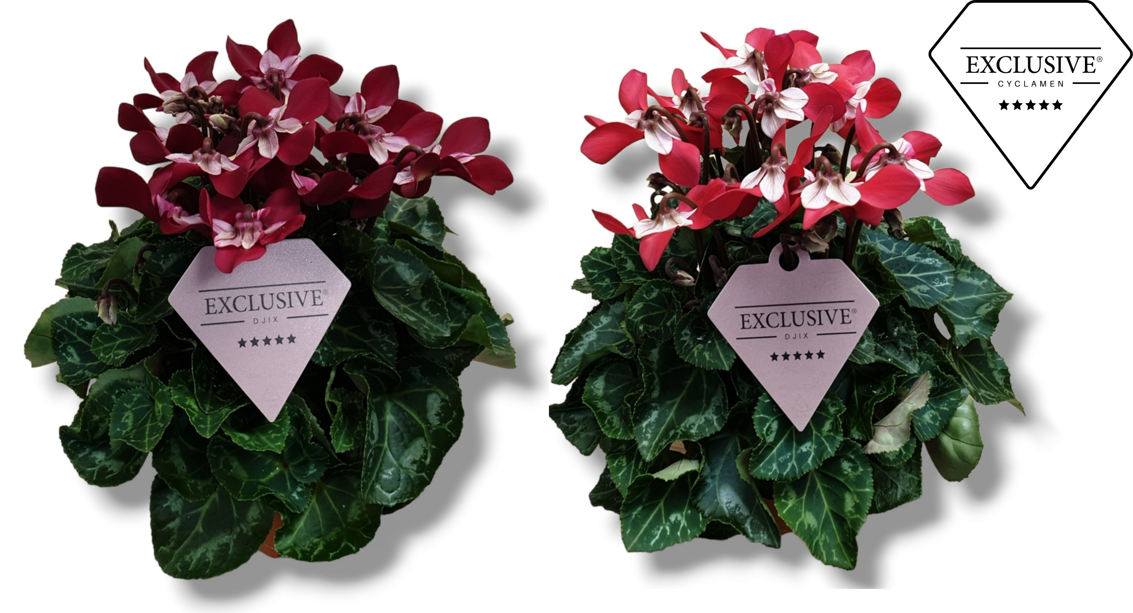 Picture of Cyclamen Exclusive® - Djix Mix Red/Wine Red P10.5 20CM