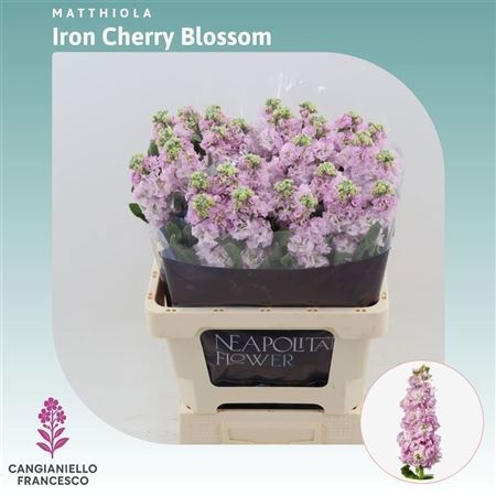 Matthiola Iron Cherry Blossom 70cm