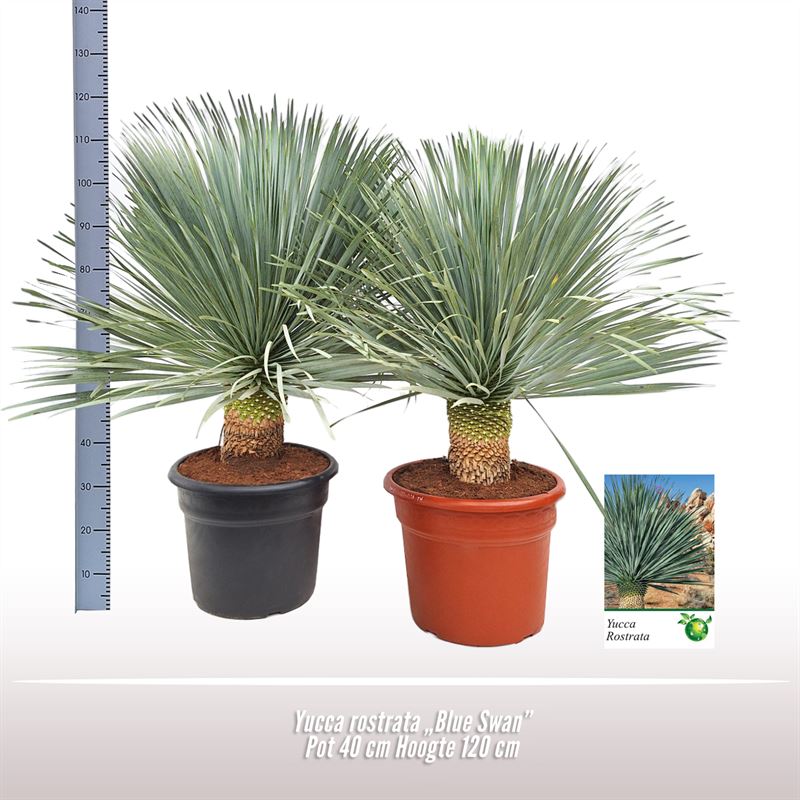 Picture of Yucca rostrata Blue Swan P40 120CM (LOOSE)