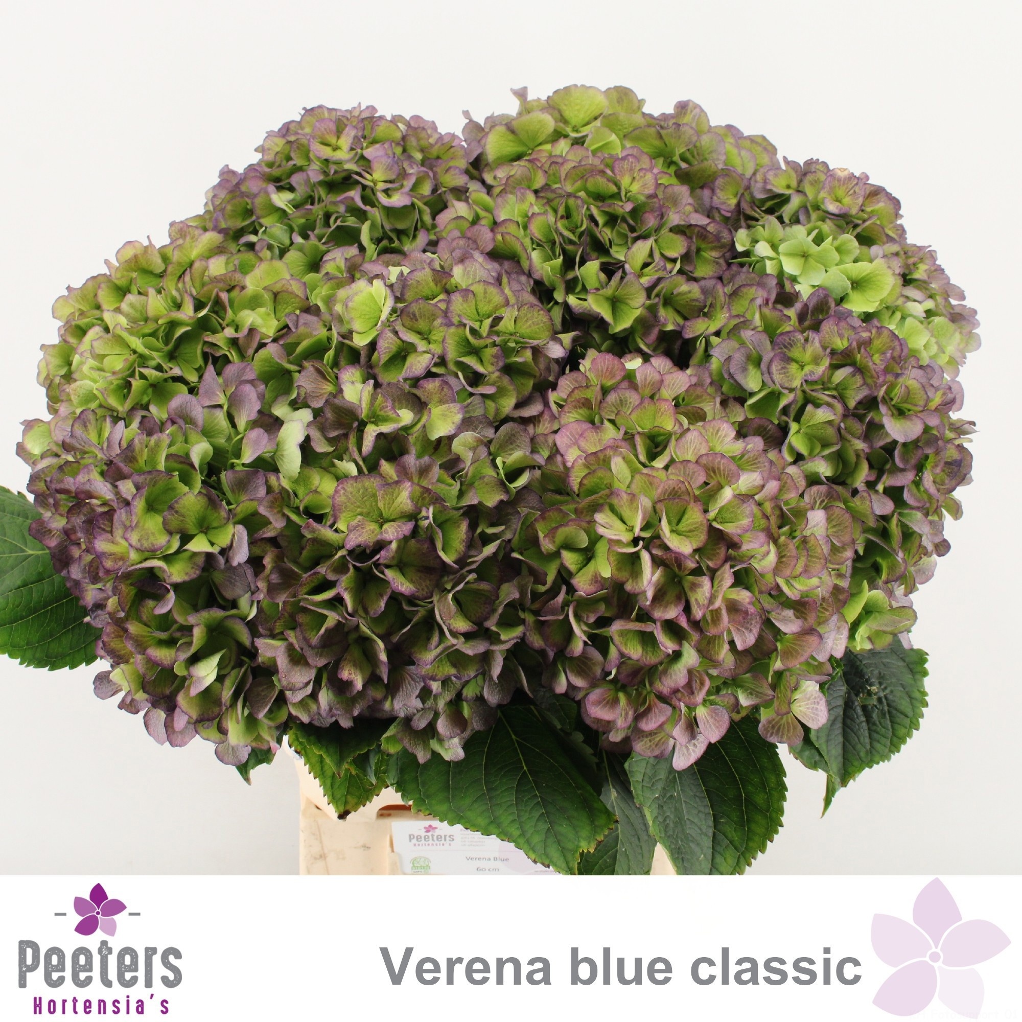 Hydrangea Verena Classic Blue 60cm 18Ø