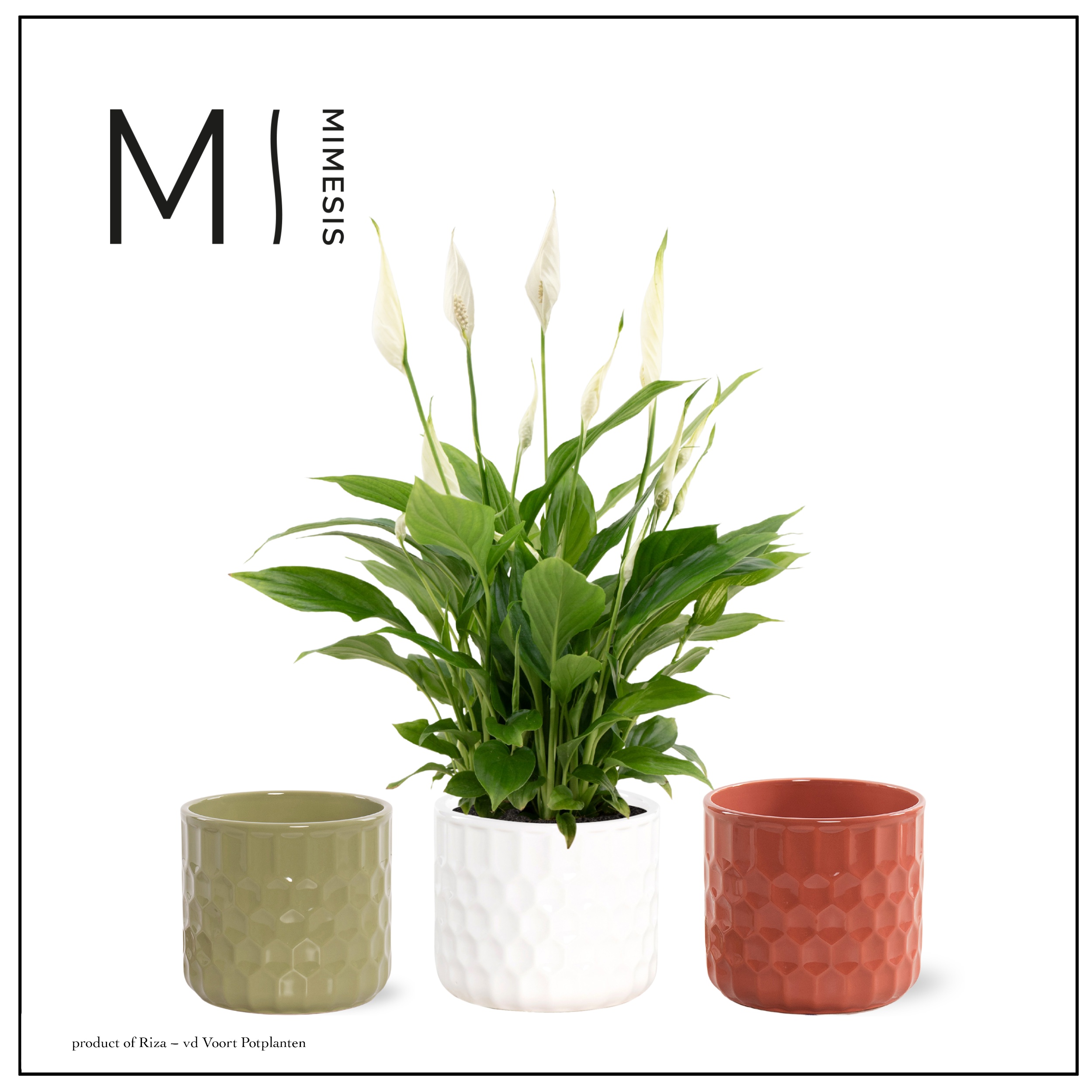 Spathiphyllum Bellini - in Katie - Nature Love
