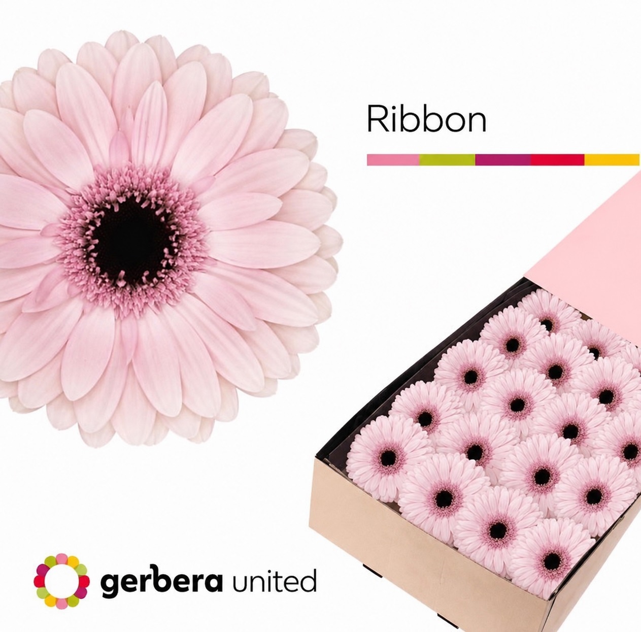 Gerbera Ribbon Doos