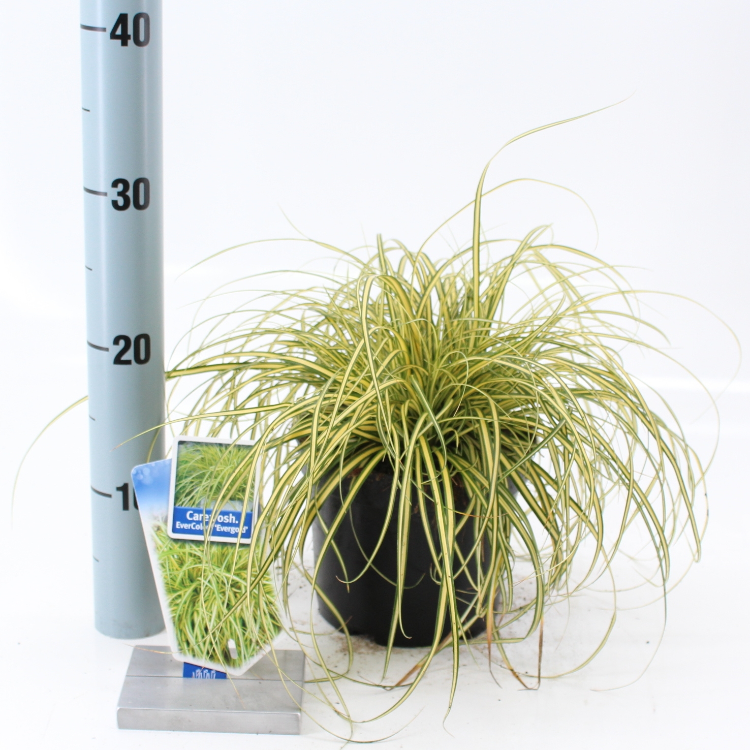 Picture of Carex oshimensis EverColor® 'Evergold’