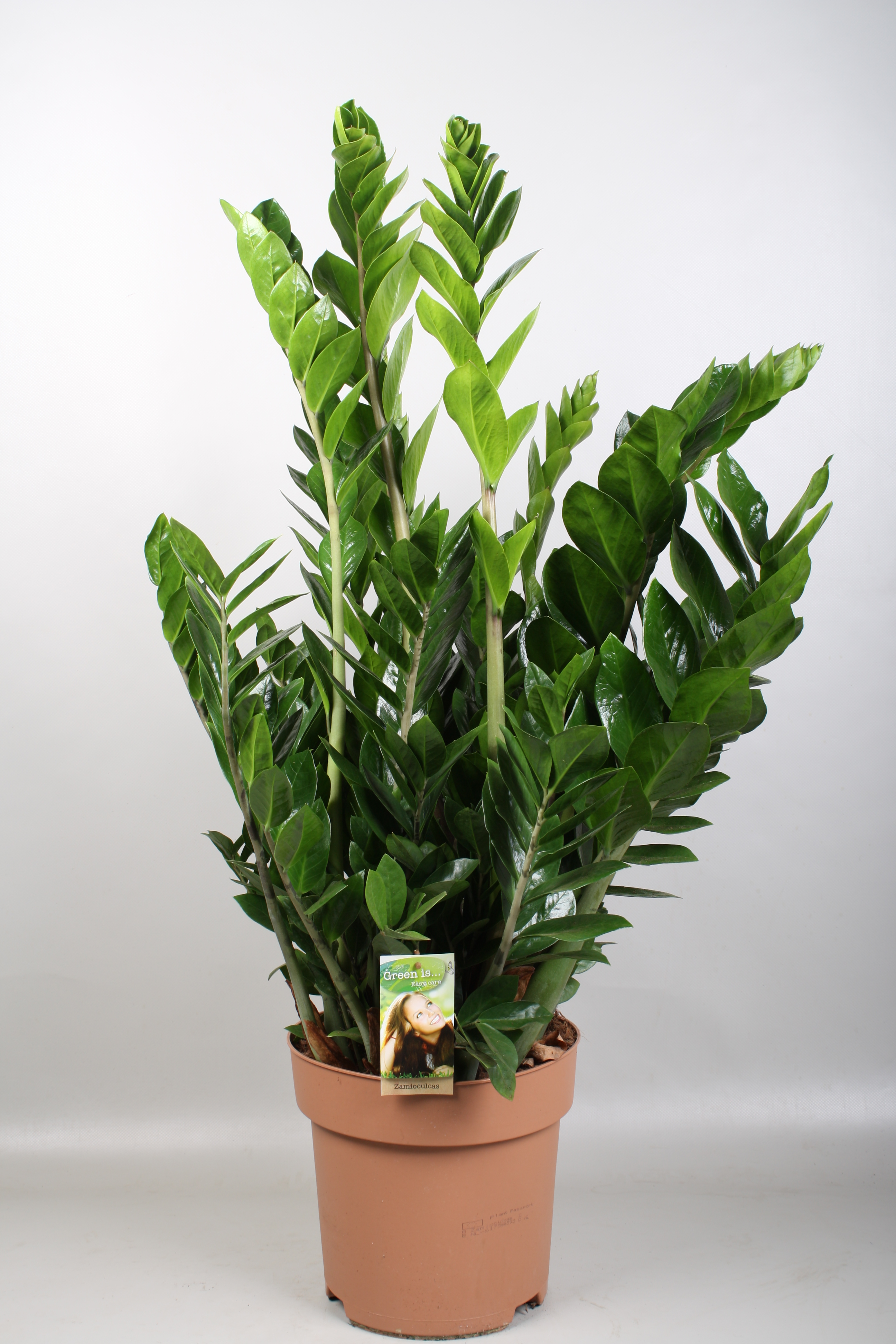 Picture of Zamioculcas zamiifolia 7-8 leafs P27 100CM