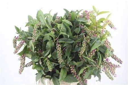 Green 60cm 300gram