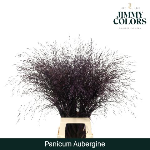 Panicum L90 Aubergine