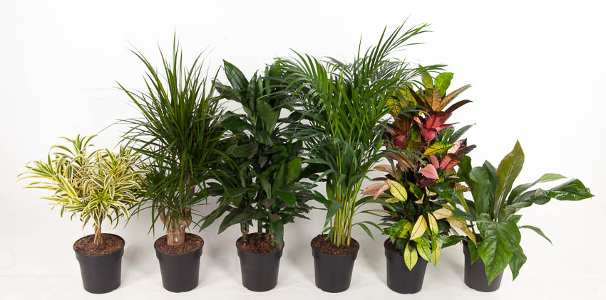 Picture of Houseplants in varieties P21 80CM