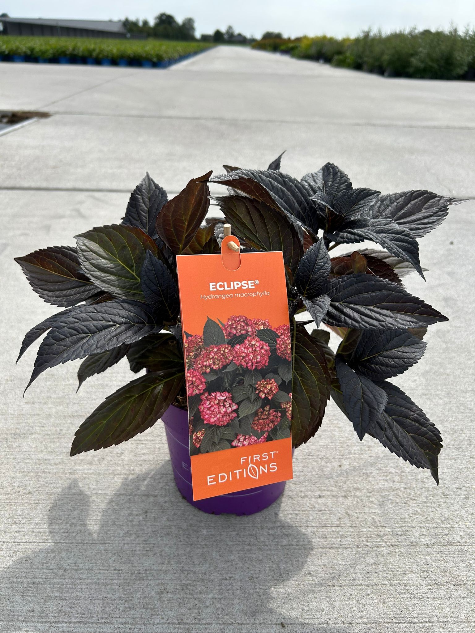 Picture of Hydrangea m. Eclipse Red First Editions / ETD2025.WK20 P19 (3 Ltr)