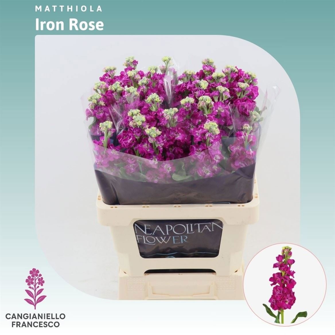 Matthiola Iron Pink 70cm