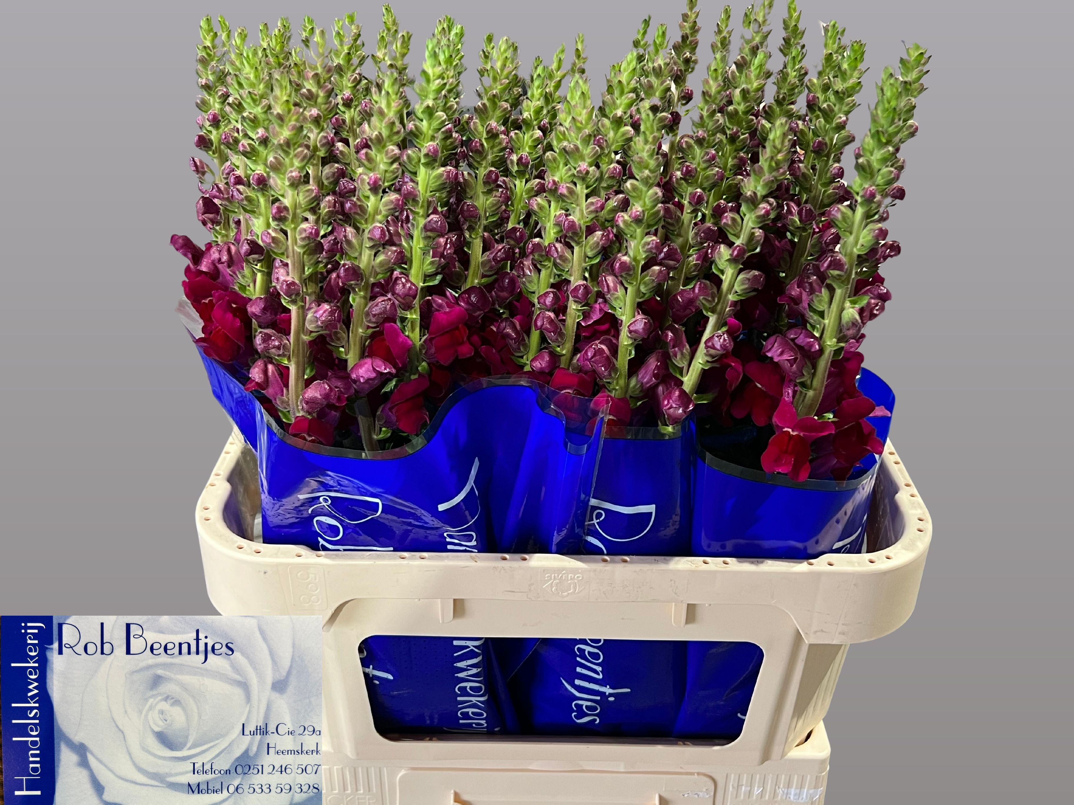 Antirrhinum Poto Red 70cm