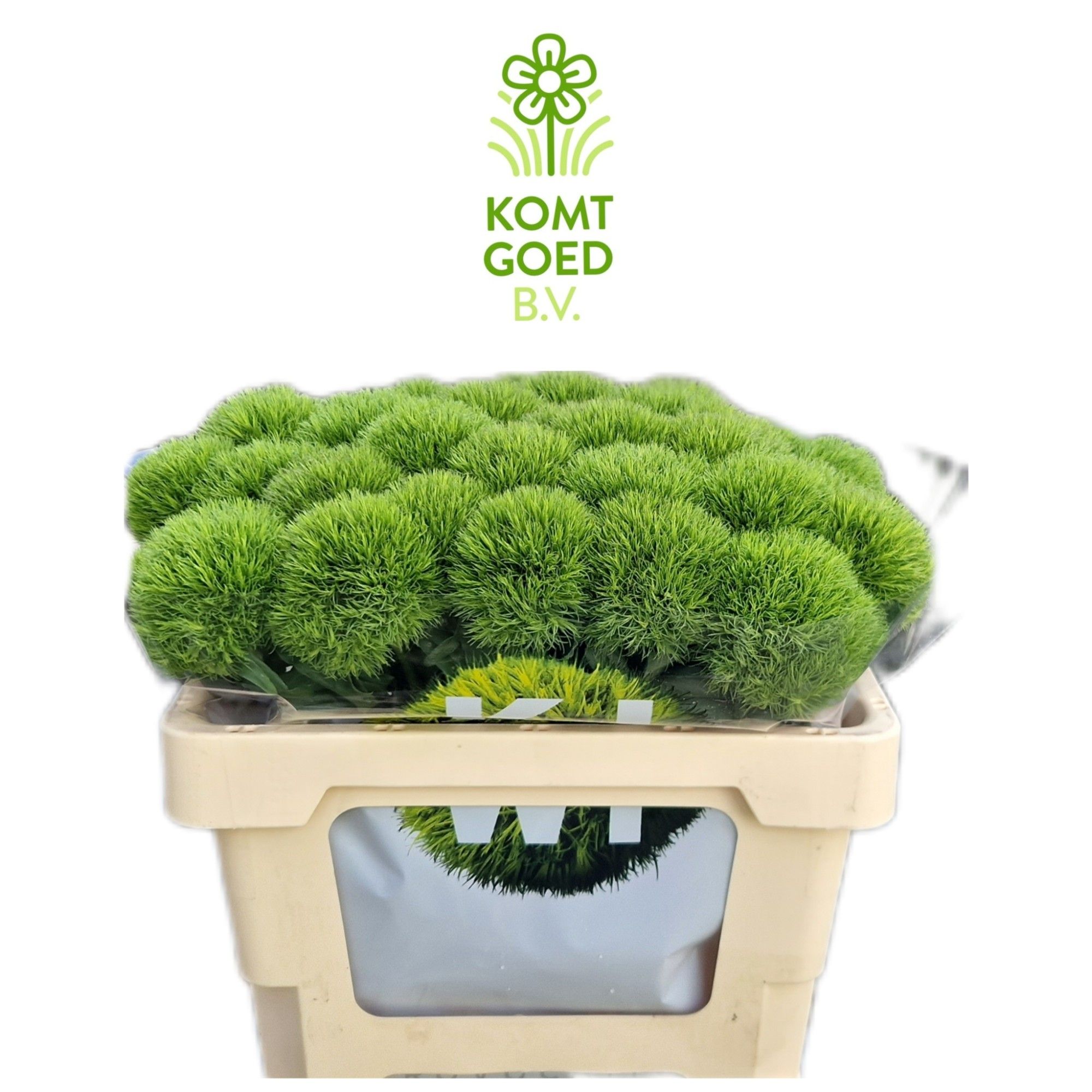 Dianthus Barb Kiwi Mellow 50cm
